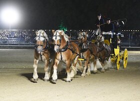 Bild: Warendorfer Hengstparaden 2026