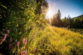 Bild: Unterwegs in der Welt der Wildkräuter