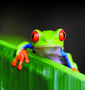 Bild: Costa Rica - Der Familien-Vortrag von PLANETVIEW