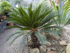 Bild: Palmfarne - lebende Fossilien